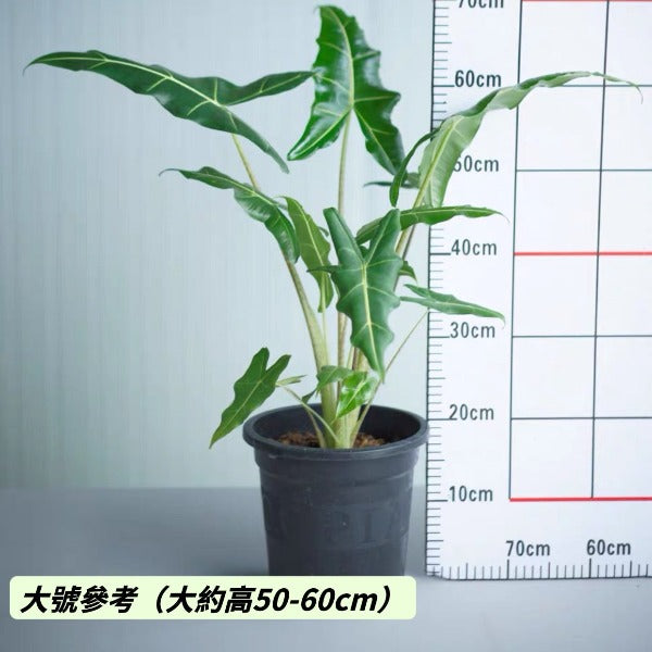 薩利安海芋  Alocasia ' Sarian '