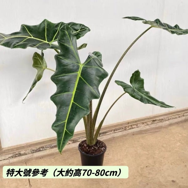 薩利安海芋 Alocasia ' Sarian '