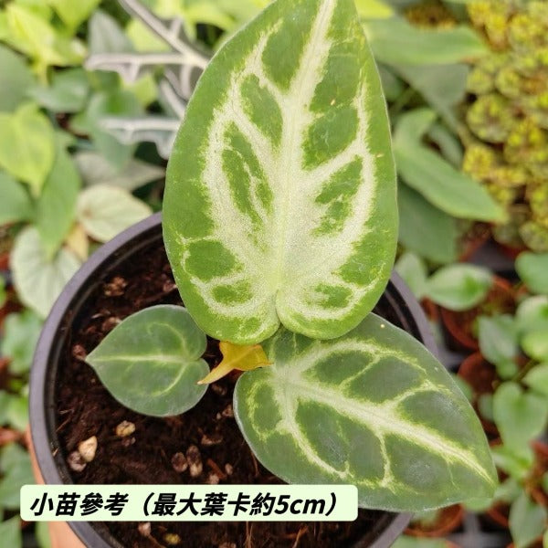 銀刷子花燭 （ Anthurium ‘ Silver blush ’ ）