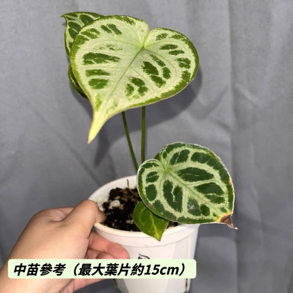 銀刷子花燭 （ Anthurium ‘ Silver blush ’ ）