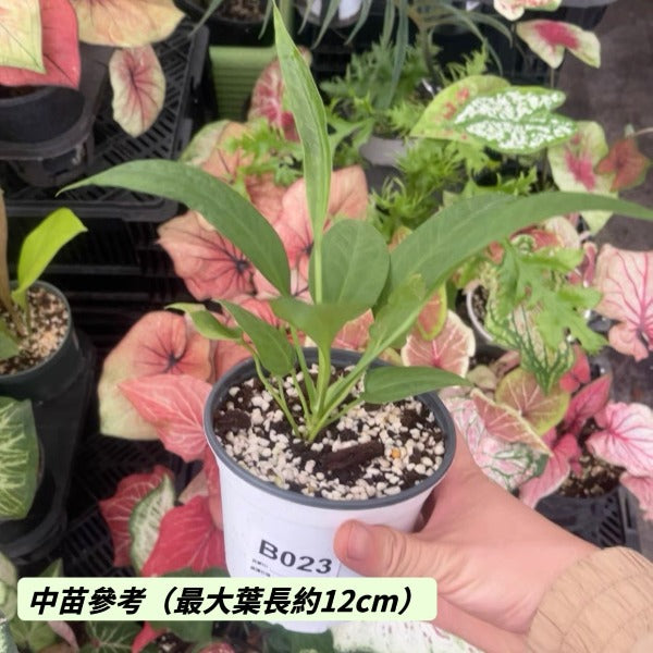 維塔領帶花燭 （ Anthurium vittariifolium ）