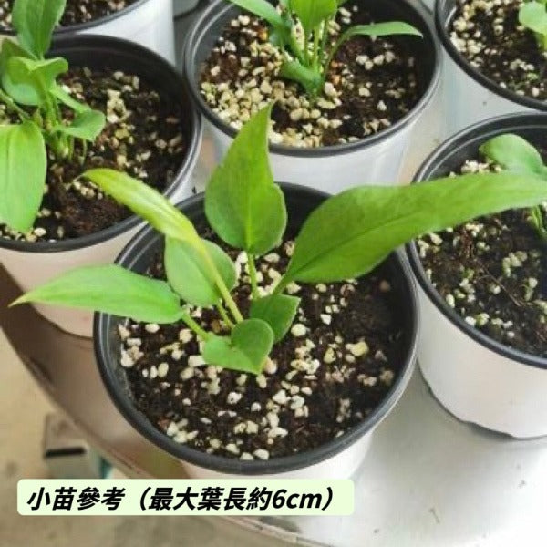 維塔領帶花燭 （ Anthurium vittariifolium ）