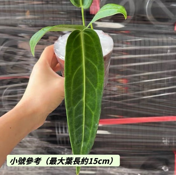 火鶴后花燭 ( Anthurium warocqueanum )