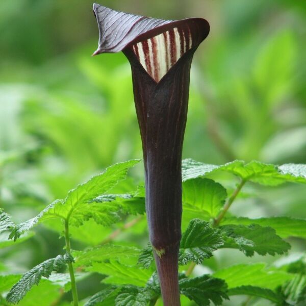 眼鏡蛇百合 ( Arisaema bockii )