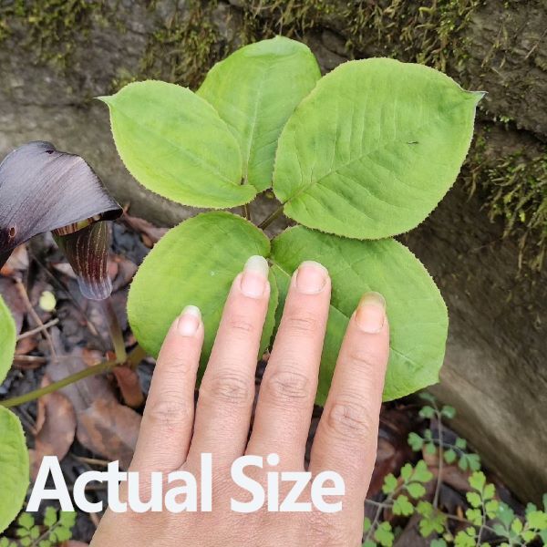 眼鏡蛇百合 ( Arisaema bockii )