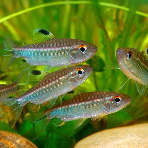 非洲紅眼綠平克燈魚 （ Arnoldichthys spilopterus ）