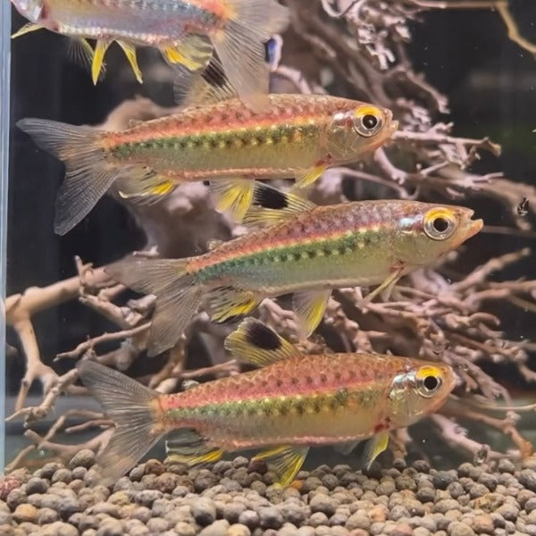 非洲紅眼綠平克燈魚 （ Arnoldichthys spilopterus ）