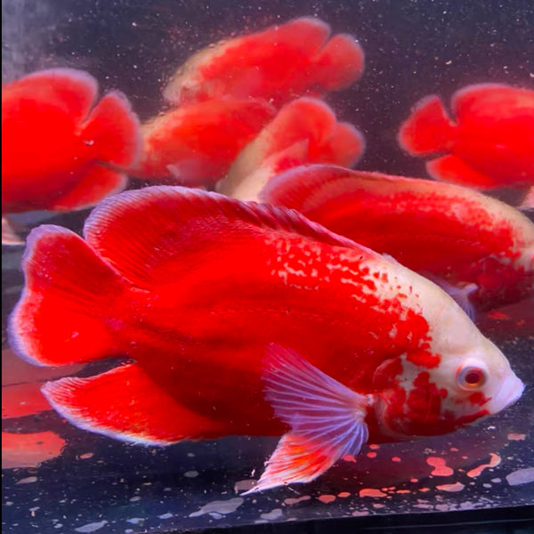 火麒麟地圖 / 火麒麟豬仔魚 ( Astronotus ocellatus 'Fitted Red' )