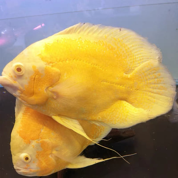 黃化豬仔魚 ( Astronotus ocellatus var. )