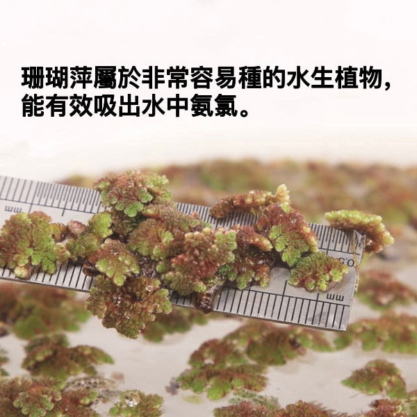 珊瑚萍 ( Azolla imbricate )