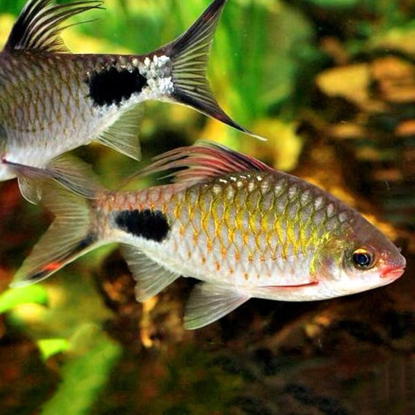 紫紅兩點鯽魚 （ Barbus filamentosus ）