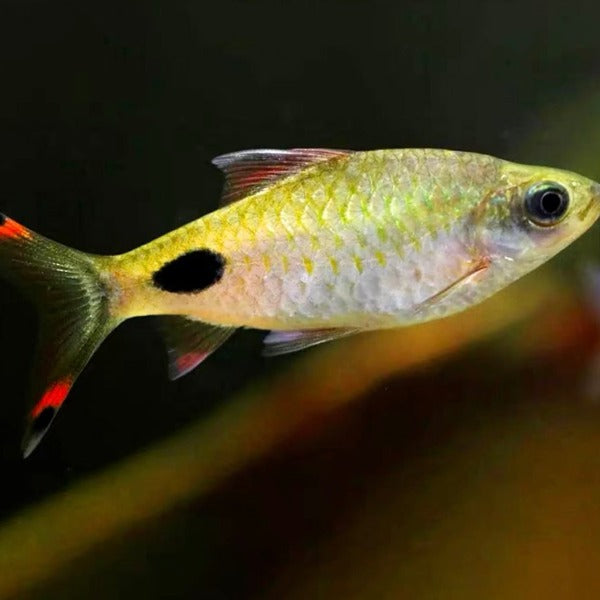 紫紅兩點鯽魚 （ Barbus filamentosus ）