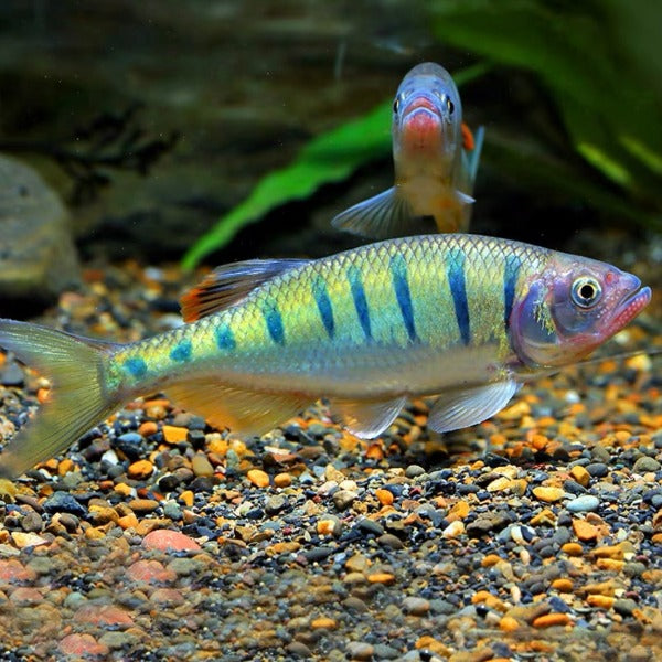 麗紋低線鱲 ( Barilius pulchellus )