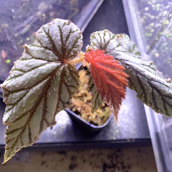 阿雅秋海棠 ( Begonia ‘Aya’ )