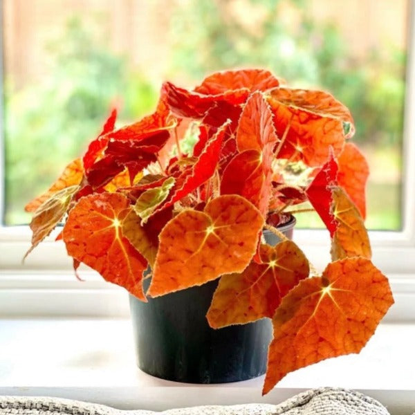 秋之華秋海棠 ( Begonia ‘autumn ember’ )