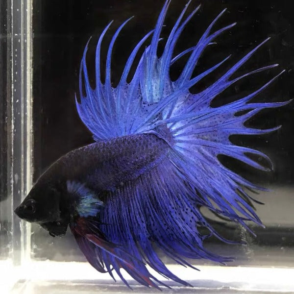 藍獅王鬥魚 / 冠尾鬥魚 Blue CT Betta （ Betta splendens ‘ Crowntail ’）