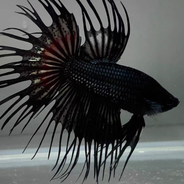 黑獅王鬥魚 / 冠尾鬥魚 Black CT Betta （ Betta splendens ‘ Crowntail ’）