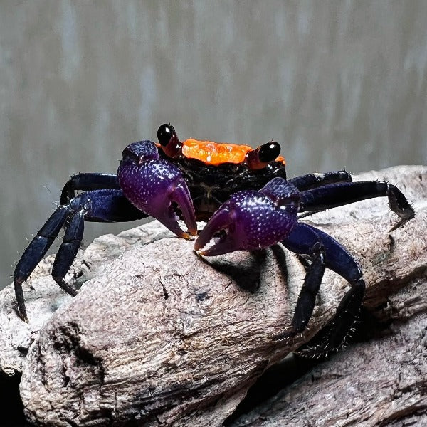 甜橙惡魔蟹 Black Leg Vampire Crab (Geosesarma sp. Black Leg)