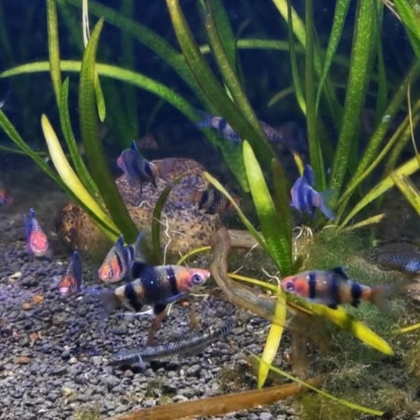 黑紅寶石鯽 Black Ruby Barb（ Pethia nigrosciata ）