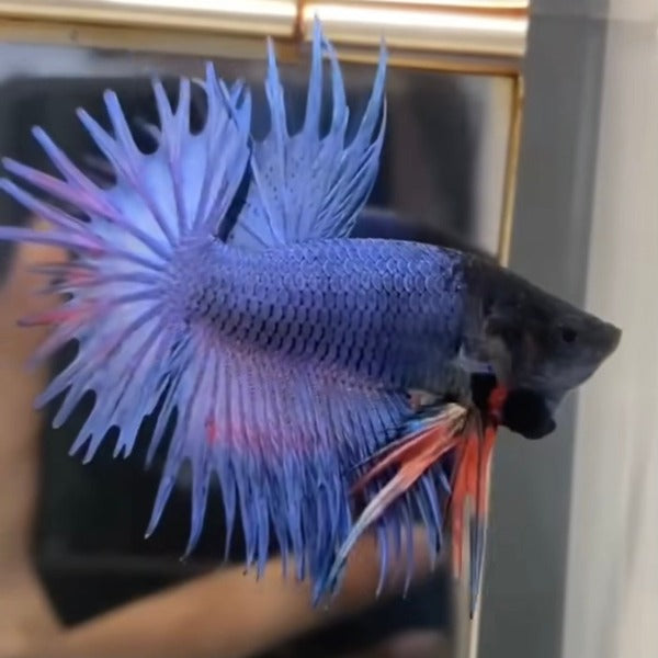 藍獅王鬥魚 / 冠尾鬥魚 Blue CT Betta （ Betta splendens ‘ Crowntail ’）