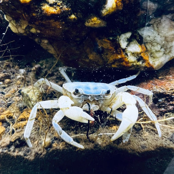 藍玉蟹 Blue Jade Crab ( 可全水養）