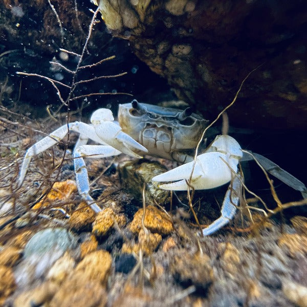 藍玉蟹 Blue Jade Crab ( 可全水養）