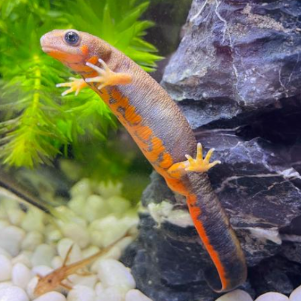 藍尾蠑螈 Blue Tailed Fire Belly Newt  ( Cynops cyanurus )