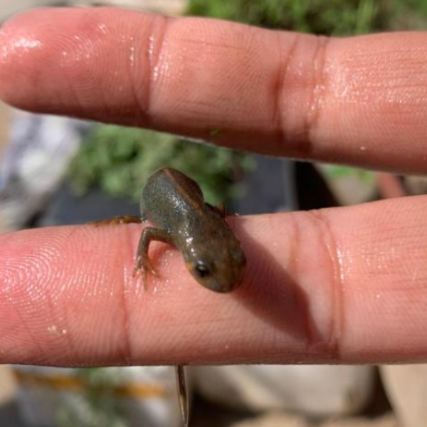 藍尾蠑螈 Blue Tailed Fire Belly Newt  ( Cynops cyanurus )