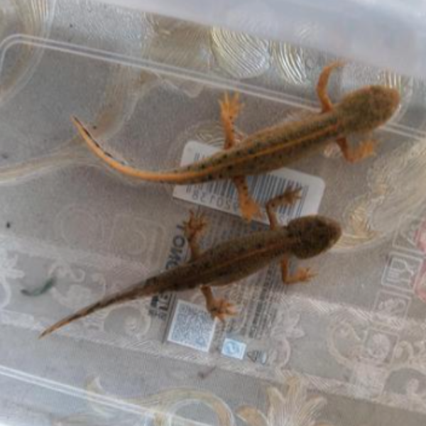 藍尾蠑螈 Blue Tailed Fire Belly Newt  ( Cynops cyanurus )