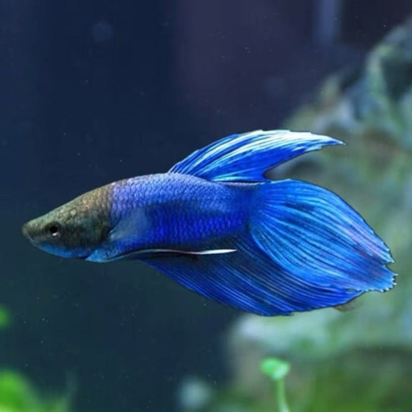 藍馬尾鬥魚 Blue VTPK ( Betta splendens )