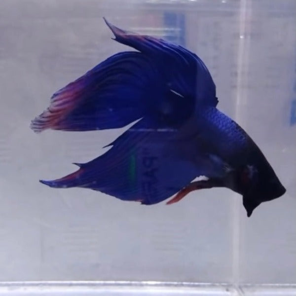 藍馬尾鬥魚 Blue VTPK ( Betta splendens )