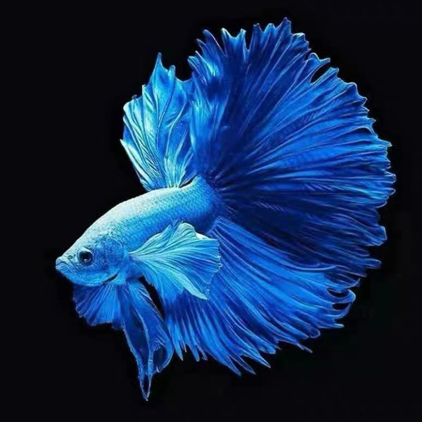 藍半月鬥魚  Blue HM Betta ( Betta splendens ' half moon ' )