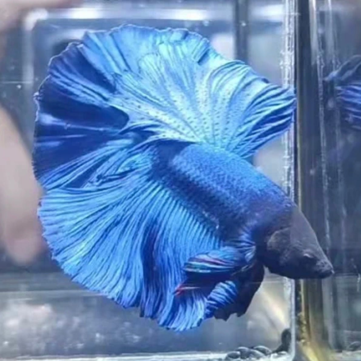 藍半月鬥魚  Blue HM Betta ( Betta splendens ' half moon ' )