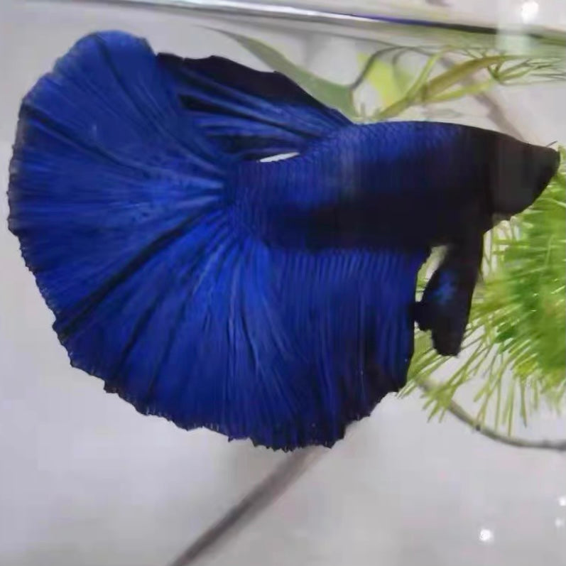 藍半月鬥魚  Blue HM Betta ( Betta splendens ' half moon ' )