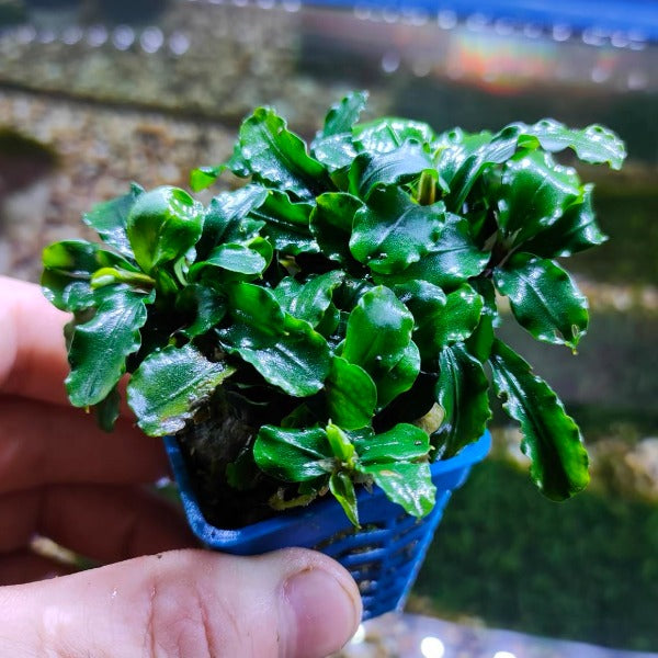 藍精靈辣椒榕 ( Bucephalandra sp. )