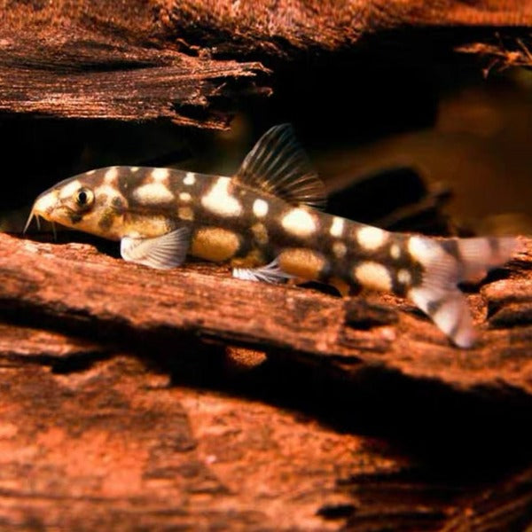 銀河潛艇鼠 Burmese border loach（Botia kubotai ）