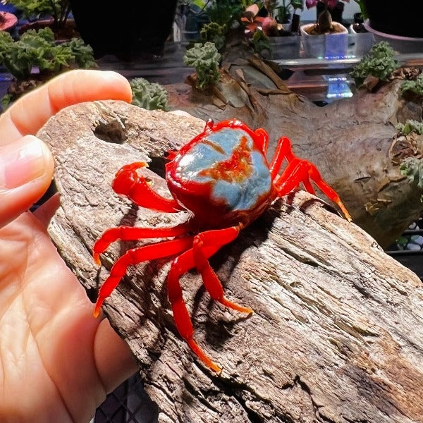 蝴蝶蟹 蝶紋內陸溪蟹（可全水養） Butterfly Crab (Neilupotamon papileonaceum)