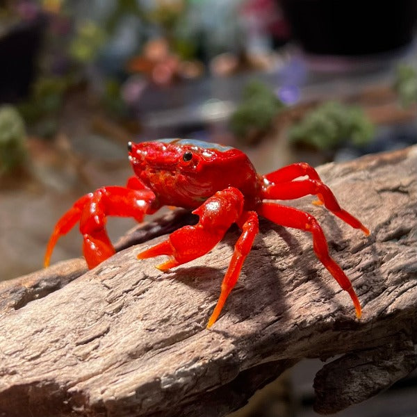 蝴蝶蟹 蝶紋內陸溪蟹（可全水養） Butterfly Crab (Neilupotamon papileonaceum)