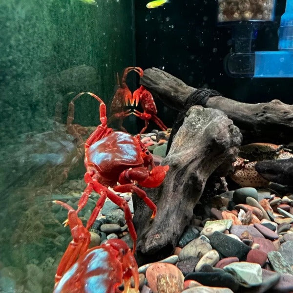 蝴蝶蟹 蝶紋內陸溪蟹（可全水養） Butterfly Crab (Neilupotamon papileonaceum)