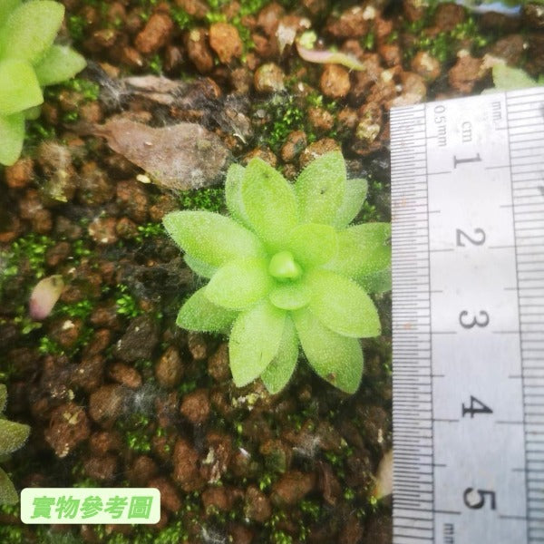 馬西安諾捕蟲堇 Butterworts (Pinguicula Marciano)