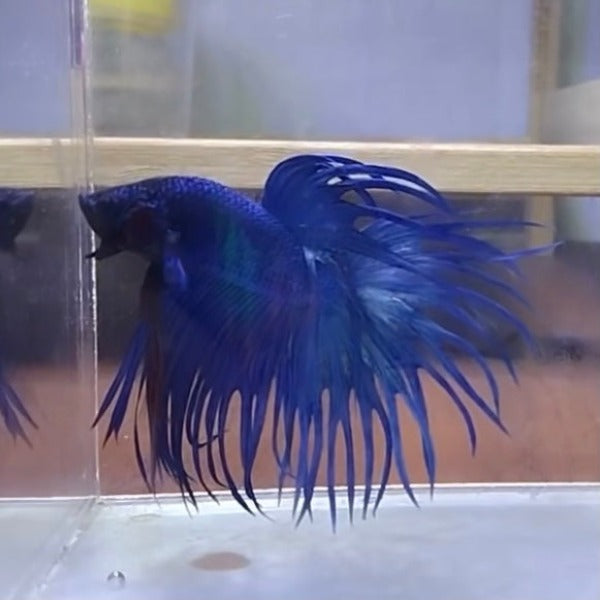 藍獅王鬥魚 / 冠尾鬥魚 Blue CT Betta （ Betta splendens ‘ Crowntail ’）