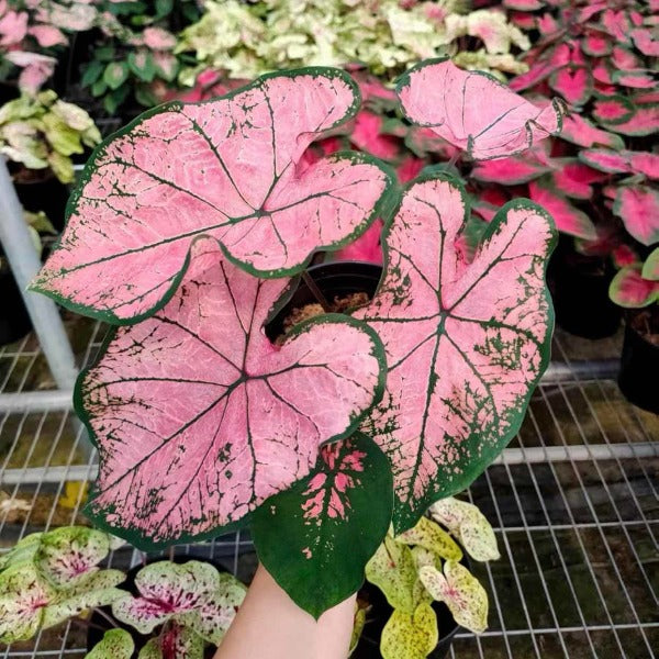 粉色飛濺彩葉芋 ( Caladium ‘ Pink splash ’ )