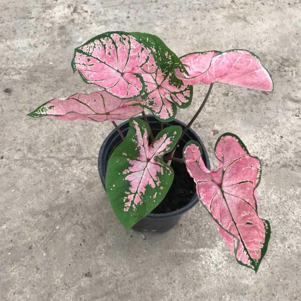 粉色飛濺彩葉芋 ( Caladium ‘ Pink splash ’ )