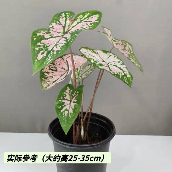 粉色飛濺彩葉芋 ( Caladium ‘ Pink splash ’ )