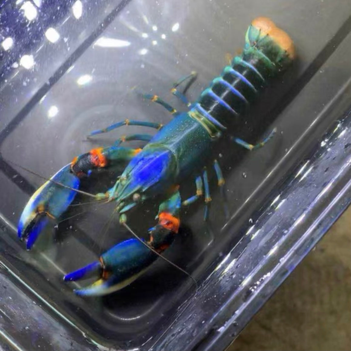 藍金剛狼螯蝦  （ Cherax alycia ）