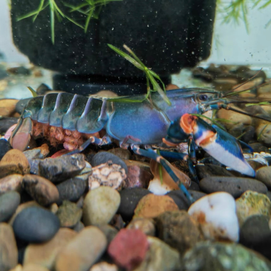 藍金剛狼螯蝦  （ Cherax alycia ）