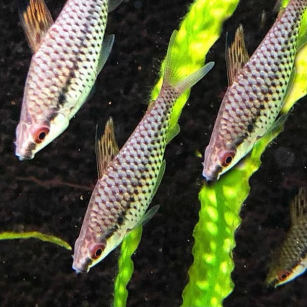 網球燈魚 （Chilodus punctatus ）