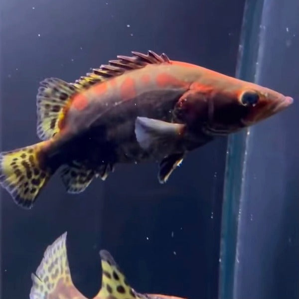 紅紋鱖 Chinese red perch ( Siniperca chuatsi )