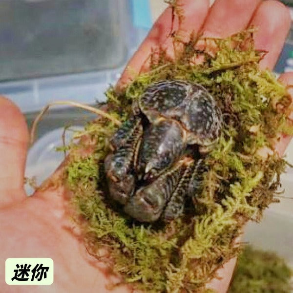 椰子蟹 Coconut Crab ( Birgus latro )