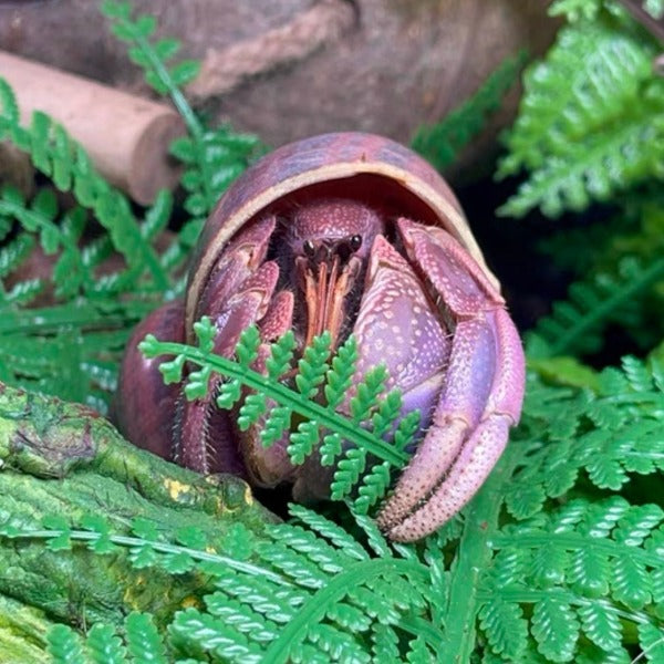 短腕寄居蟹 ( Coenobita brevimanus )